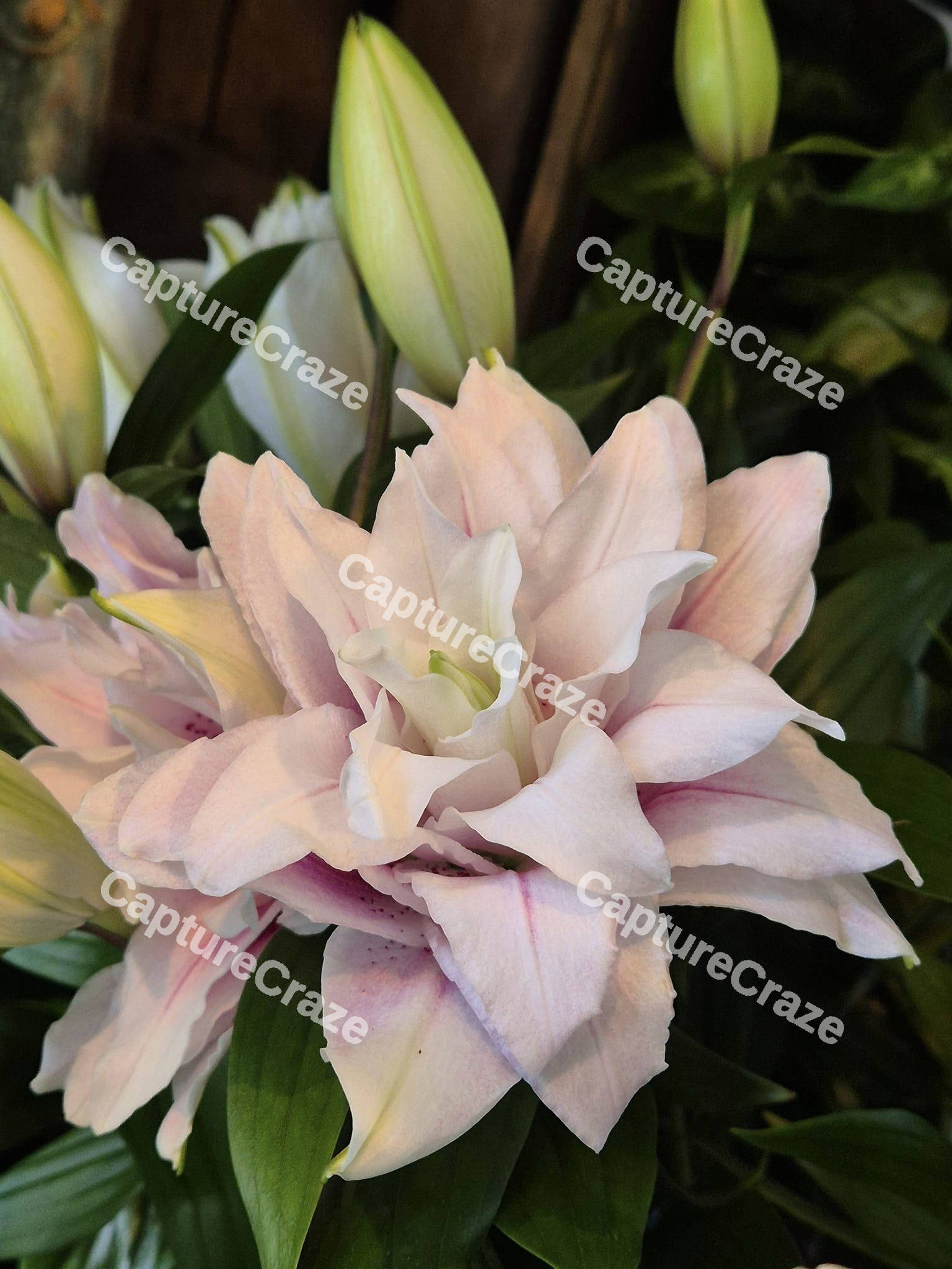 White Lily Flower